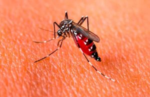 Rosario: confirman el primer caso importado de dengue del año