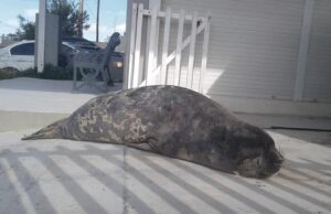 Un elefante marino se instaló en casa de una periodista