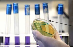 Bacterias del intestino podrían afectar la respuesta inmune al coronavirus e influir en su gravedad