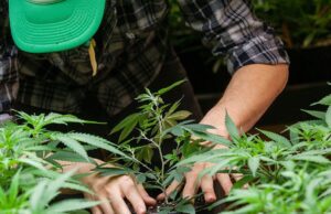 Cannabis: aprueban proyecto de cultivo para investigación