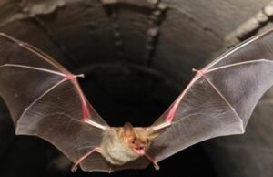 Detectaron murciélagos con un nuevo coronavirus en Tailandia