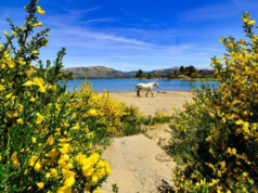 Lago Moquehue, una pausa necesaria en la Pehuenia Madre
