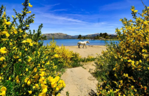 Lago Moquehue, una pausa necesaria en la Pehuenia Madre