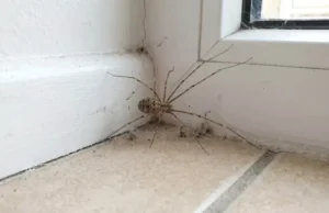 Encontrar una araña de patas largas en tu casa puede tener un significado positivo: por qué no deberías alarmarte