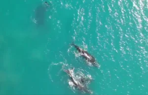 Avistaron dos ballenas francas australes nadando frente a la costa de Mar del Plata