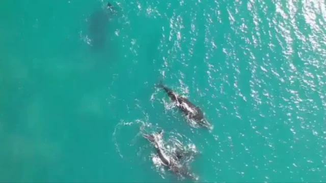 ballenas-en-mar-del-plata-2046331