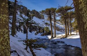 Cascada Escondida: una experiencia invernal entre nieve y pehuenes en Primeros Pinos