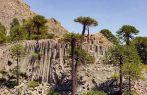 El pehuén, un gigante milenario que forma parte de nuestra identidad