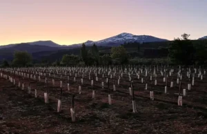 El Alto Neuquén consolida su potencial vitivinícola