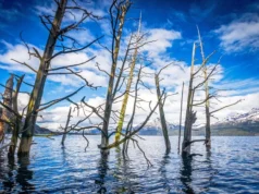 El bosque que quedó bajo el agua