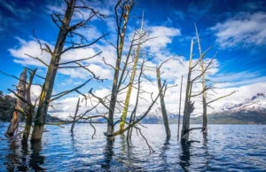 El bosque que quedó bajo el agua