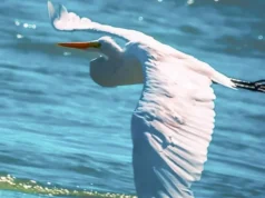 Las aves dibujan en el cielo los ambientes de Neuquén