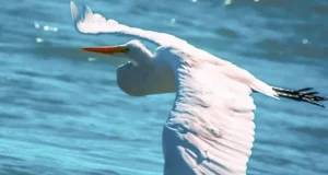 Las aves dibujan en el cielo los ambientes de Neuquén
