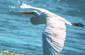 Las aves dibujan en el cielo los ambientes de Neuquén