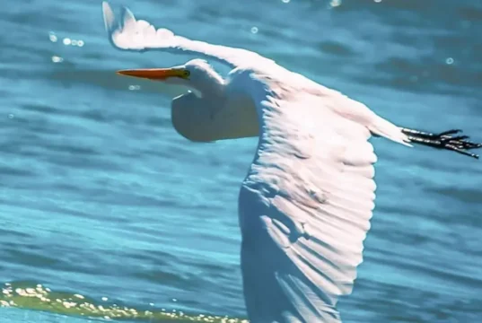 Las aves dibujan en el cielo los ambientes de Neuquén